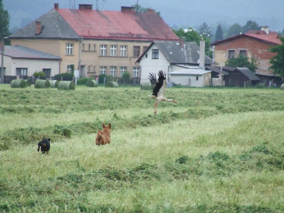 čáp.jpg